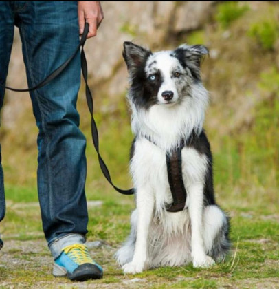 Adestrador de Cães