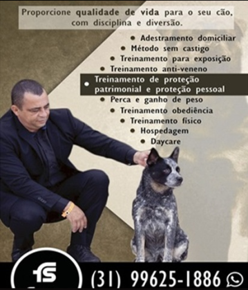Adestramento de Cães