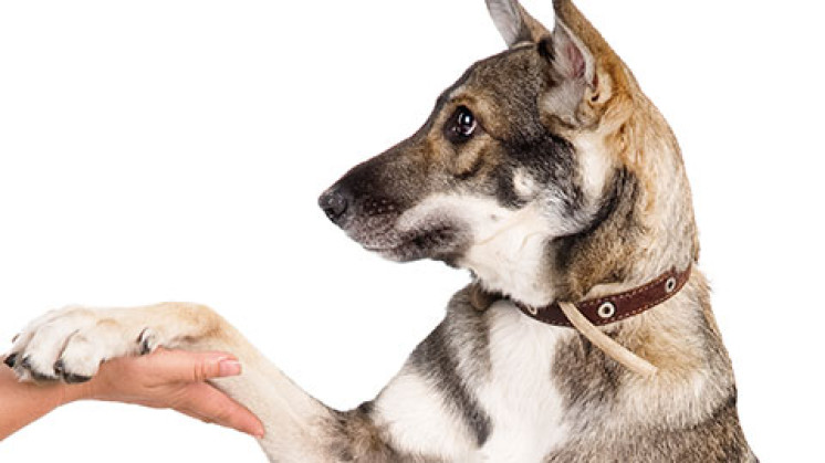 Adestramento de Cão